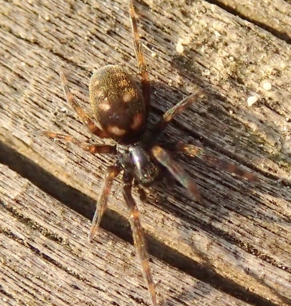 Lycosidae? No. Nurscia albomaculata (Titanoecidae)